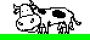 vidéos vaches !