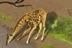 Safari virtuel
